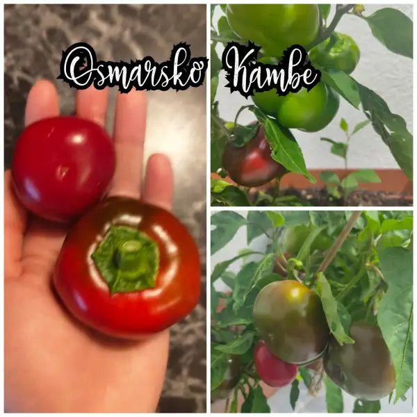 Chili / Paprika: Osmarsko Kambe Paprika