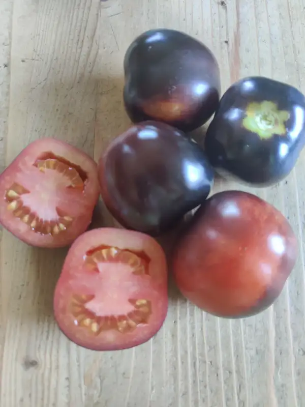 Tomaten: Osu Blue