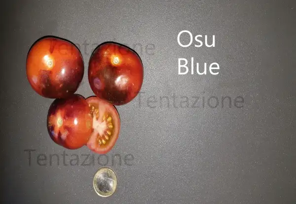 Tomaten: Osu Blue