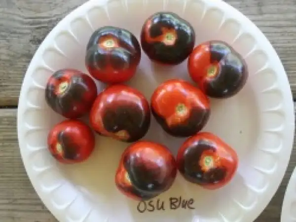 Tomaten: Osu Blue