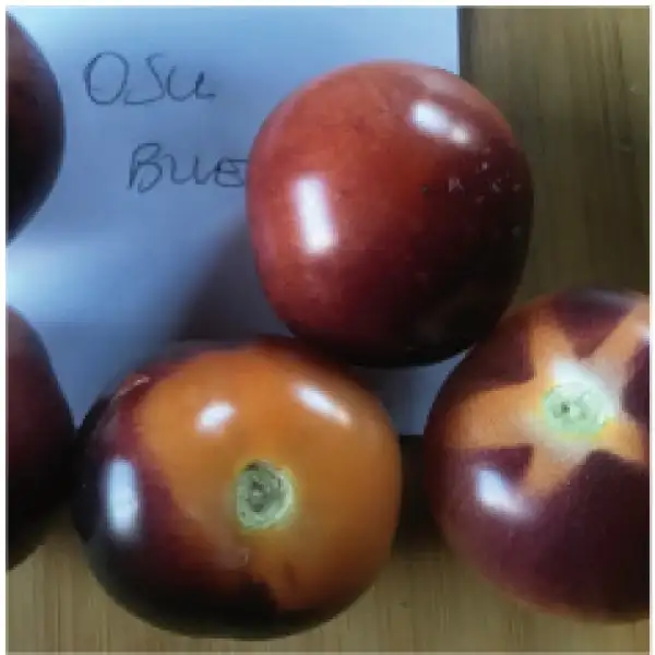Tomaten: Osu Blue P20
