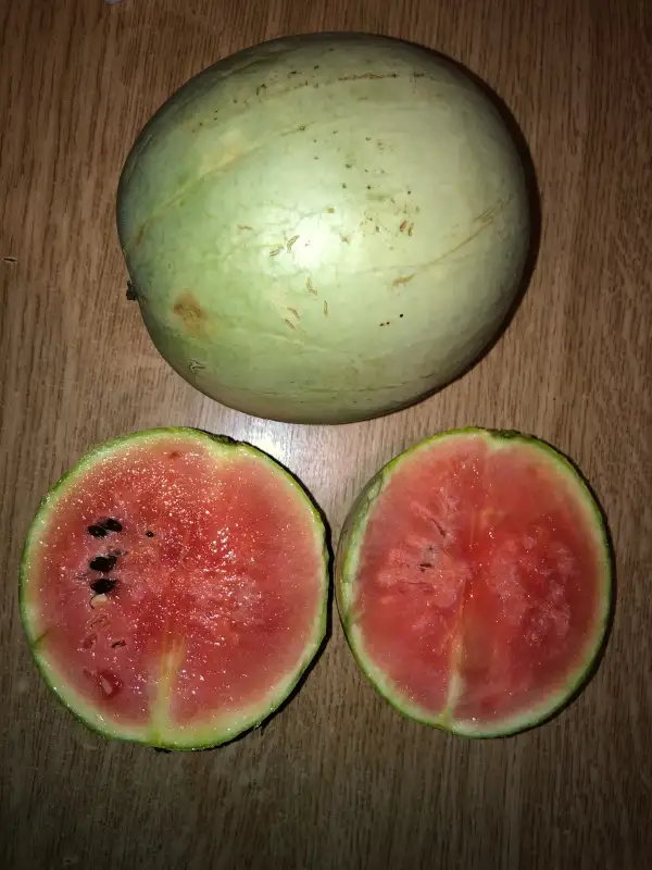 Obst: Otome wassermelone