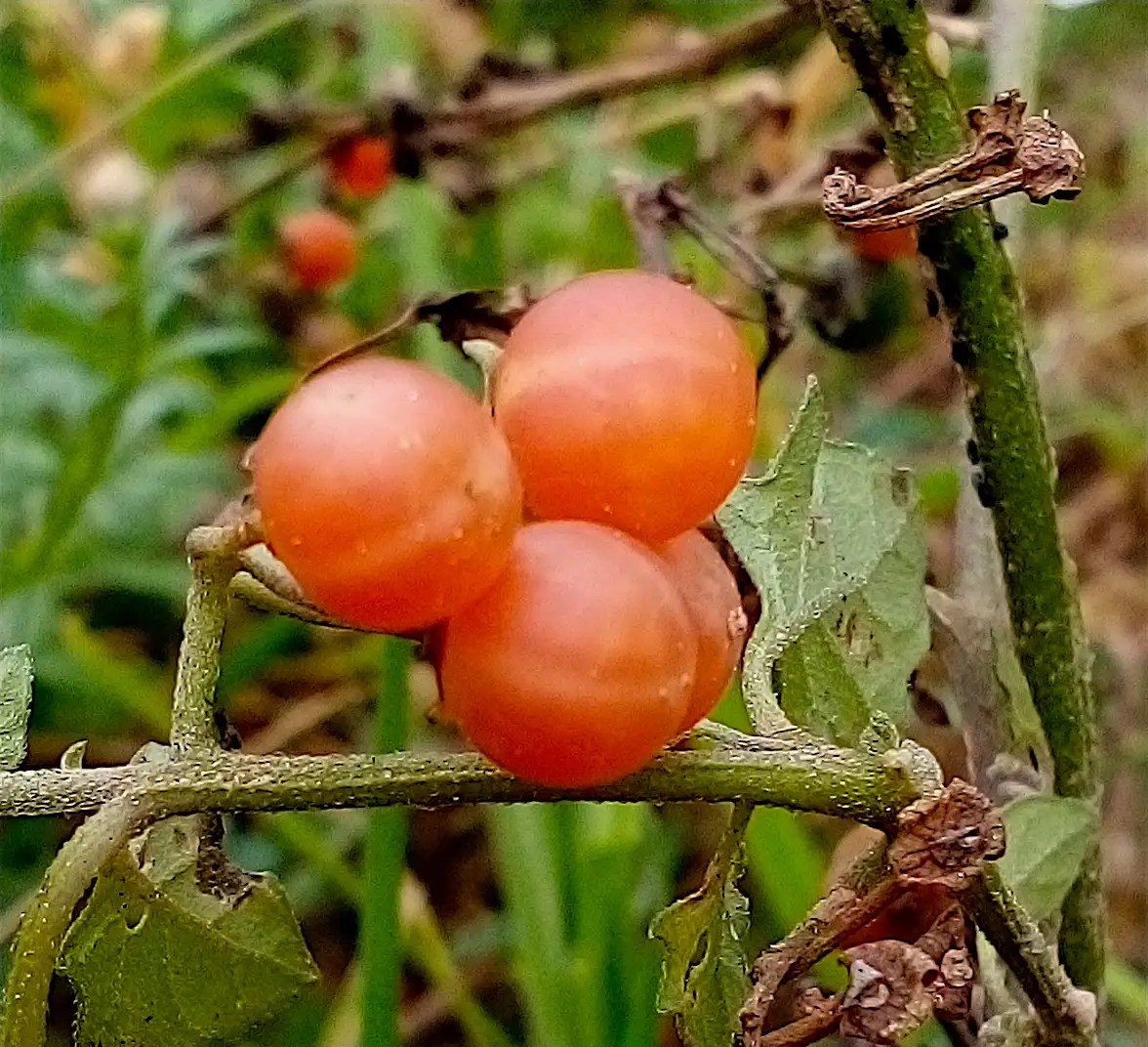 Beeren: Otricoli, der Orange Nachtschatten, 1 Meter hoher Fruchtbusch