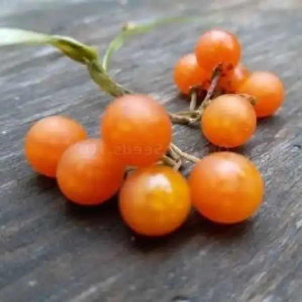 Tomaten: Otricoli Orange Berry (Solanum nigrum)