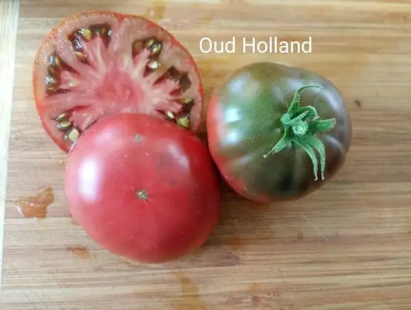 Tomaten: Oud Holland