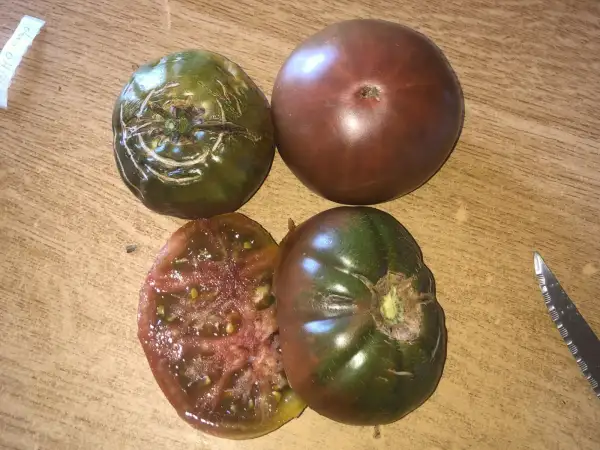 Tomaten: Oud Holland