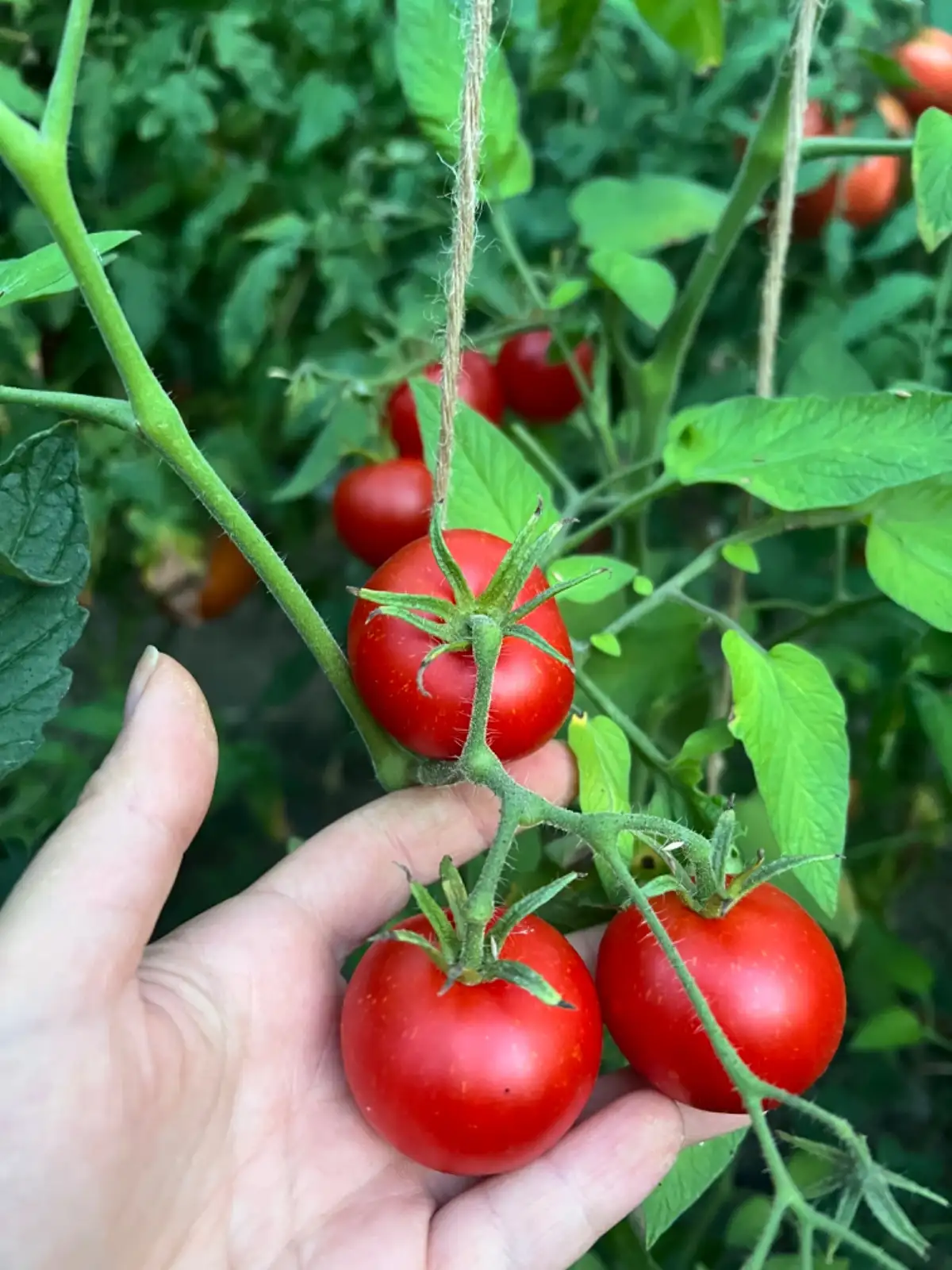 Tomaten: Outdoor Girl