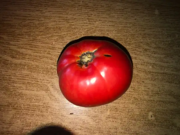 Tomaten: Ovi