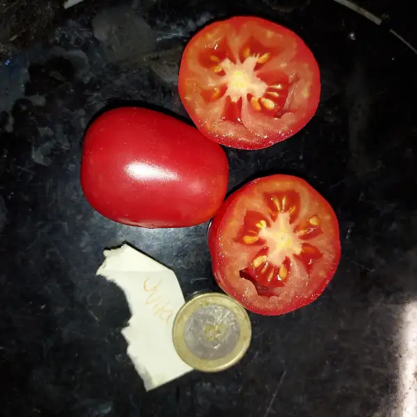 Tomaten: Ovita