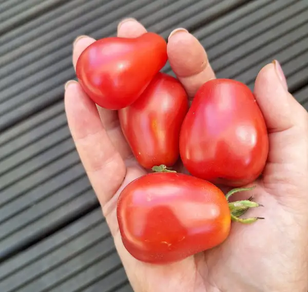 Tomaten: Ovita