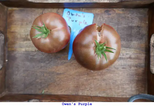Tomaten: Owen’s Purple