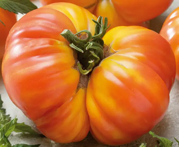 Tomaten: Oxacan Jewel