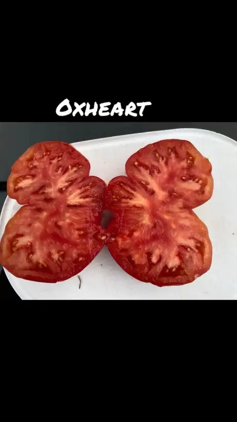 Tomaten: Oxheart