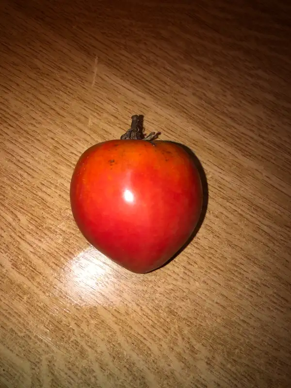 Tomaten: Oxheart Pink Red Giurgin