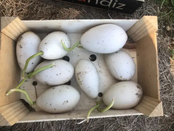 Kürbisse: Ozark Nest Egg