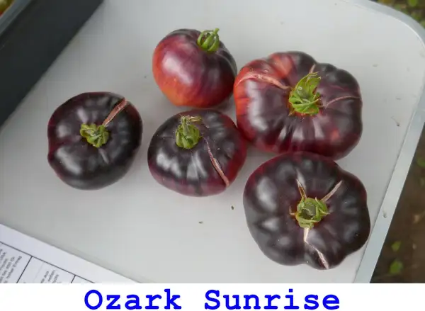 Tomaten: Ozark Sunrise