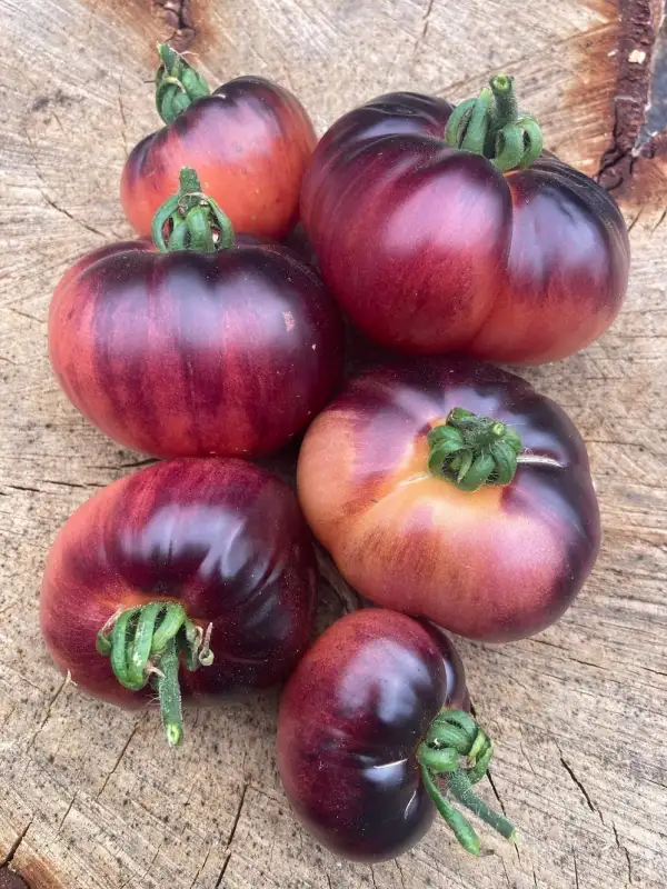 Tomaten: Ozark Sunrise