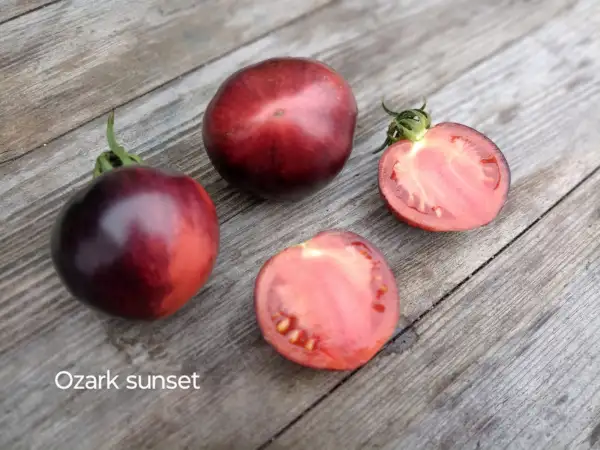 Tomaten: Ozark Sunset