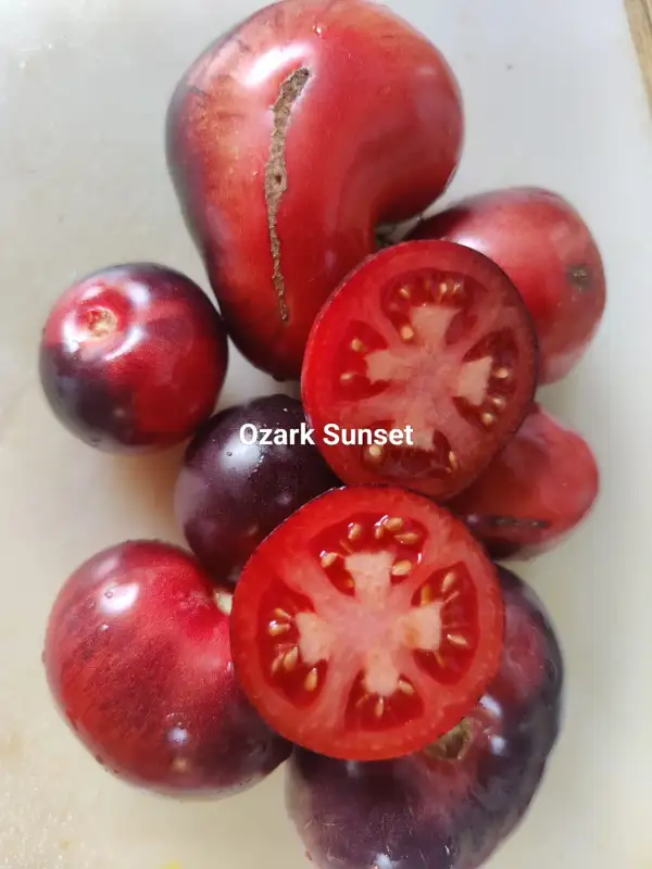 Tomaten: Ozark Sunset