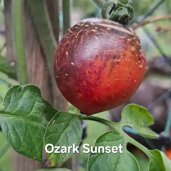 Tomaten: Ozark Sunset