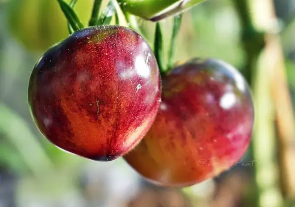 Tomaten: Ozark Sunset