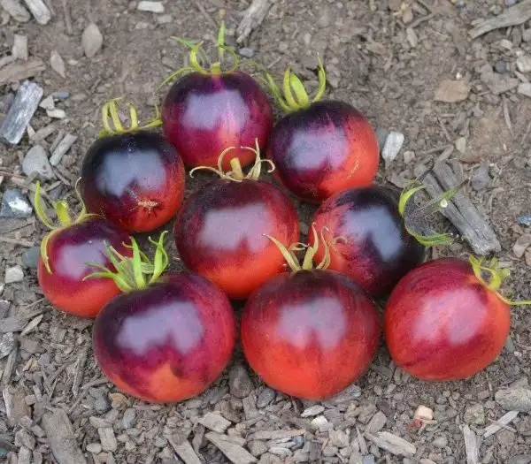 Tomaten: Ozark Sunset