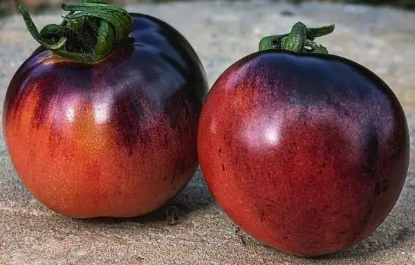 Tomaten: Ozark Sunset