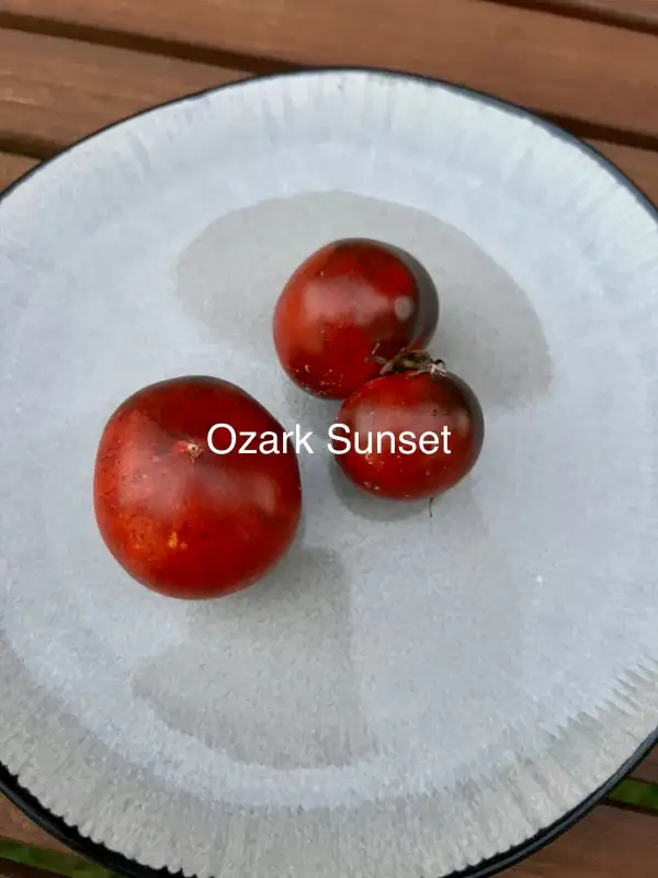 Tomaten: Ozark Sunset