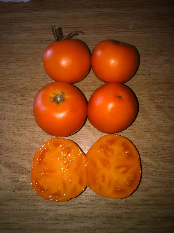 Tomaten: Ozharovskiy Zolotoy