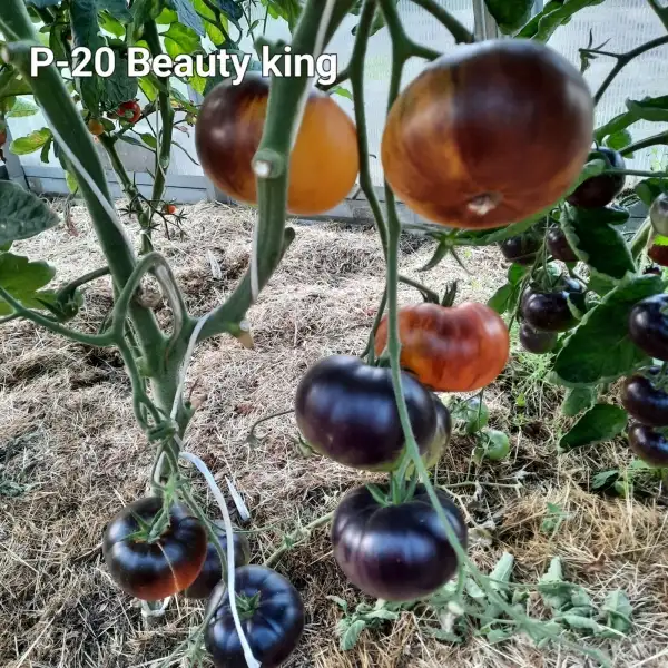 Tomaten: P-20 + Beauty King