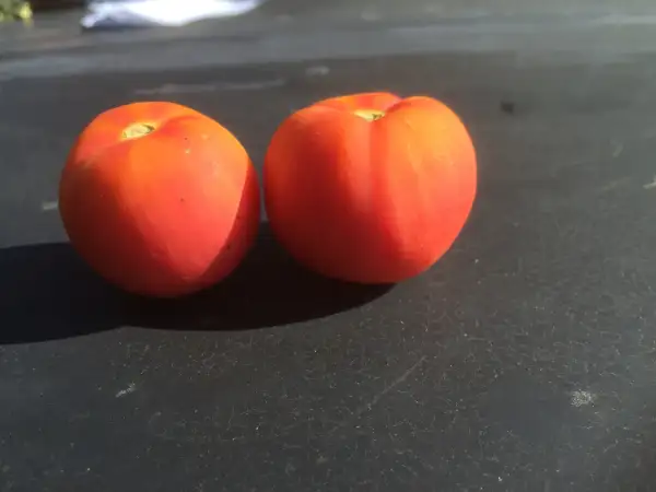 Tomaten: Pêche