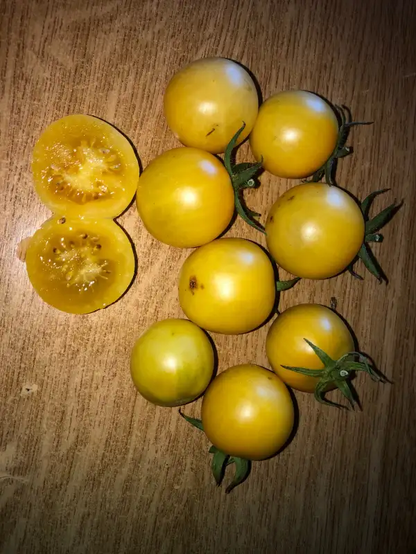 Tomaten: Pêche Jaune