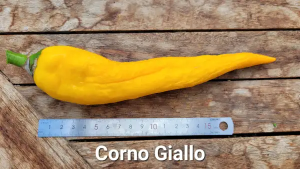 Chili / Paprika: P25, Corno Giallo, Spitzpaprika, Höhe: 110cm, gelb, Frucht: 18cm