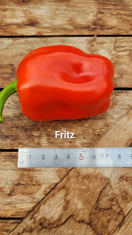 Chili / Paprika: P25, Fritz, Blockpaprika, Höhe: 50cm, dunkelrot, Frucht: 12cm