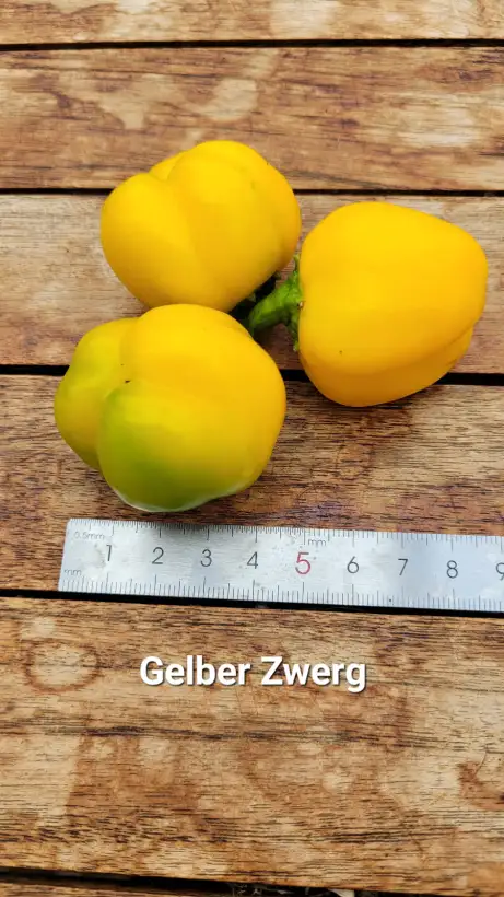 Chili / Paprika: P25, Gelber Zwerg, Blockpaprika, Höhe: 40cm, gelb orange, Frucht: 3cm