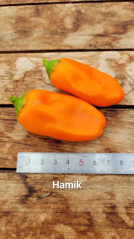 Chili / Paprika: P25, Hamik, Blockpaprika, Höhe: 50-70cm, Orange, Frucht: 7cm