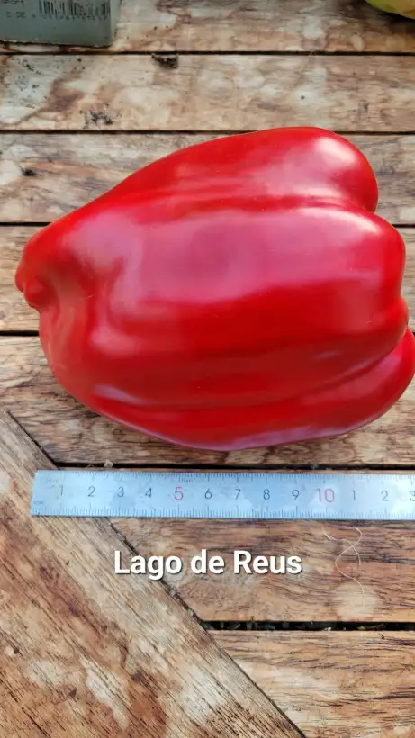 Chili / Paprika: P25, Largo de Reus, Herzpaprika, Höhe: 120cm, rot, Frucht: 14cm