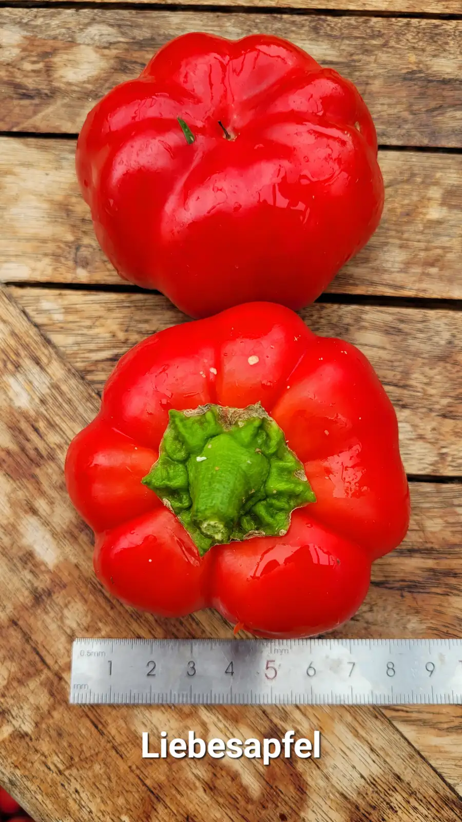 Chili / Paprika: P25, Liebesapfel, Tomatenpaprika, Höhe: 75cm, rot, Frucht: 8cm