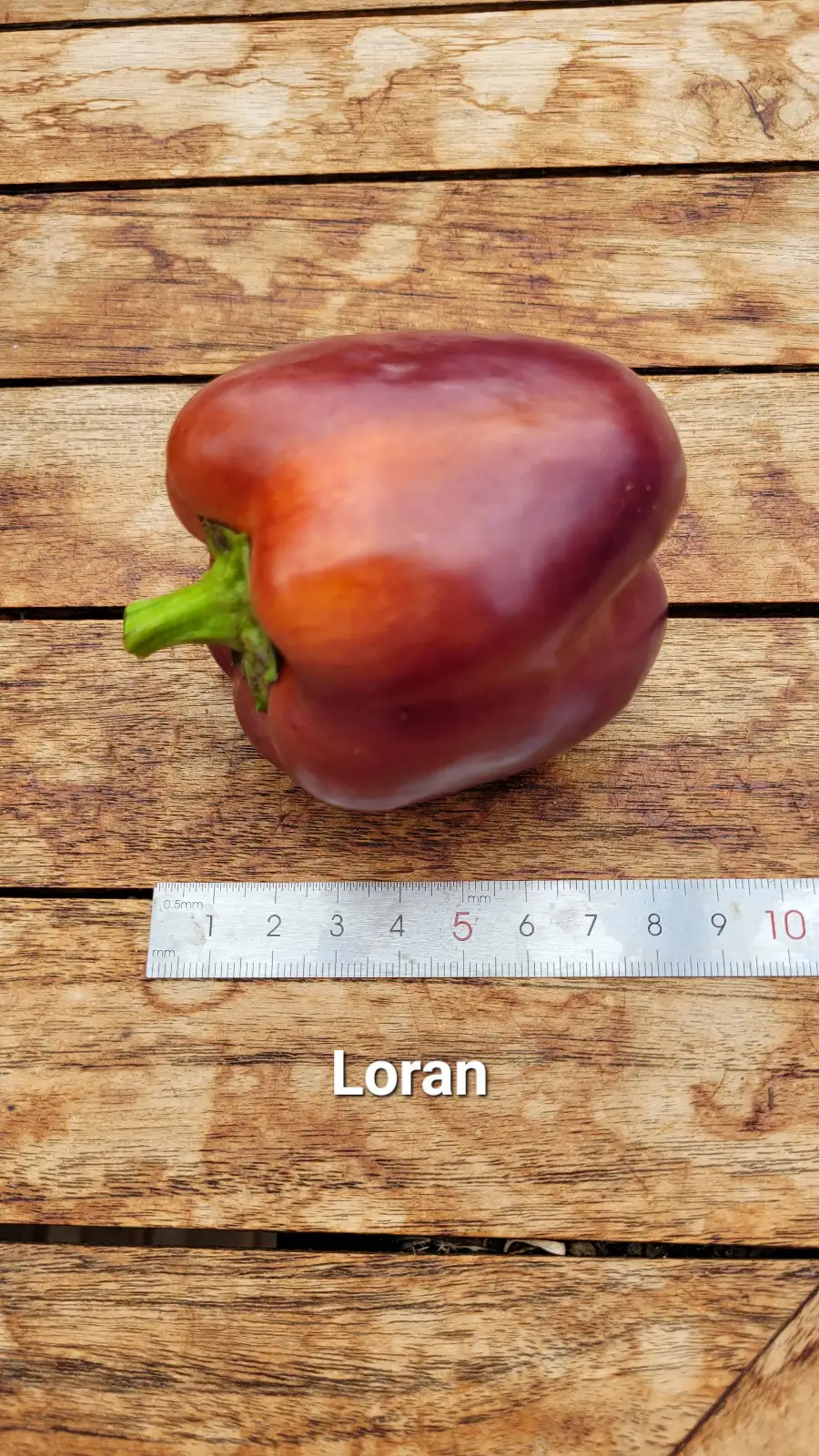 Chili / Paprika: P25, Loran, Blockpaprika, Höhe: 60cm, lila, Frucht: 190g