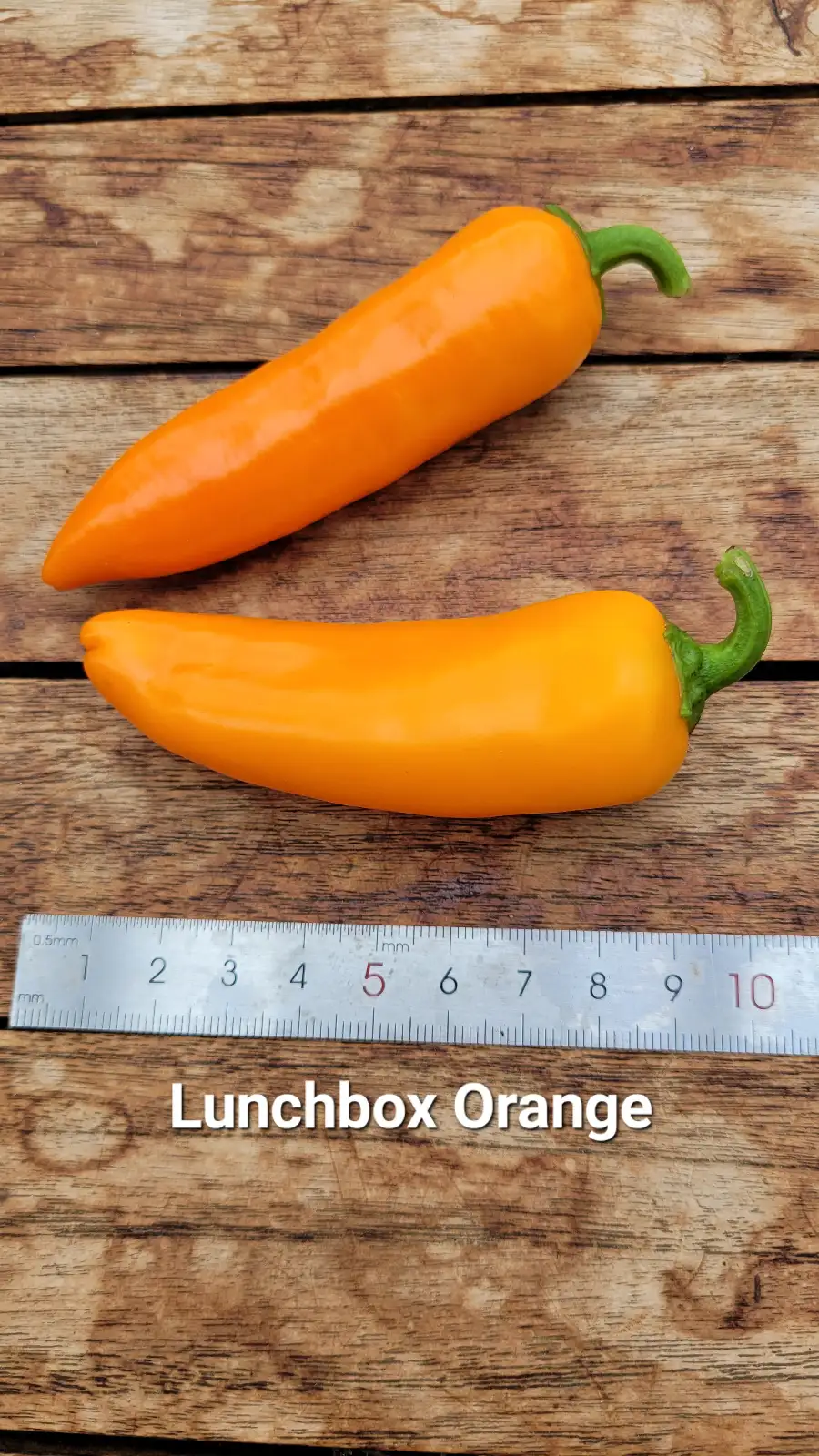 Chili / Paprika: P25, Lunchbox orange, Snackpaprika, Höhe: 60cm, orange, Frucht: 6cm