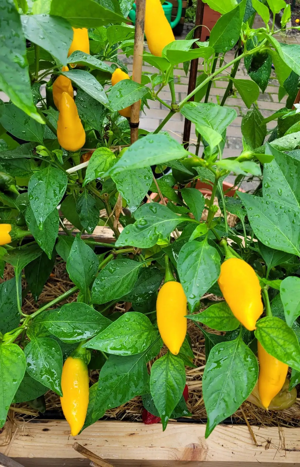 Chili / Paprika: P25, Lunchbox yellow, Snackpaprika, Höhe: 80cm, gelb, Frucht: 6cm