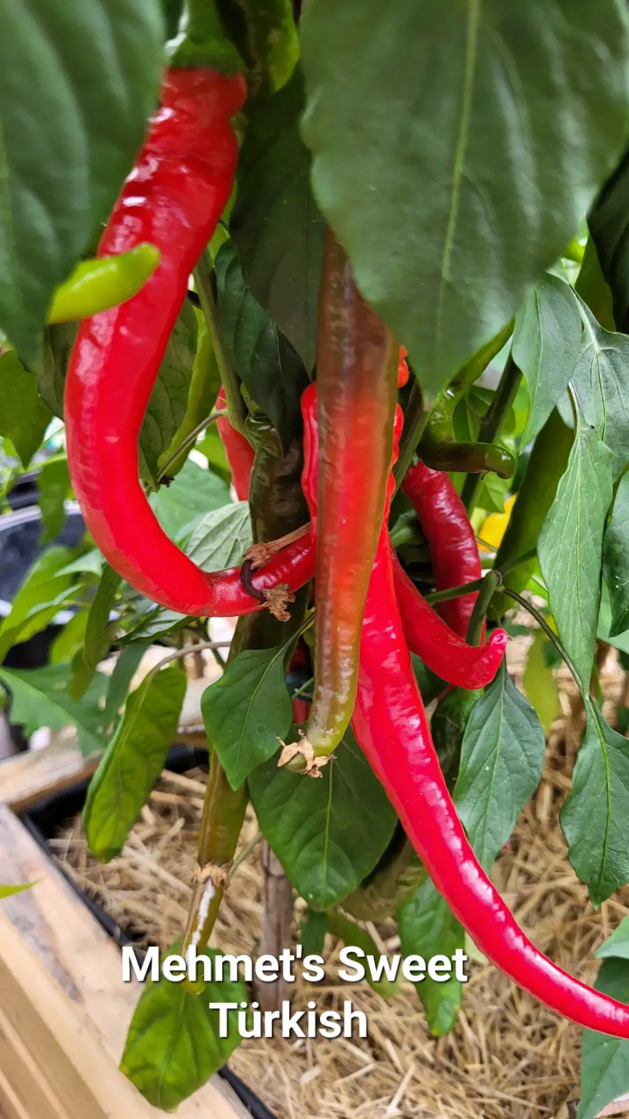 Chili / Paprika: P25, Mehmet