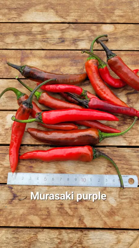 Chili / Paprika: P25, Murasaki Purple, Spitzpaprika, Höhe: 80cm, dunkelrot, Frucht:7cm