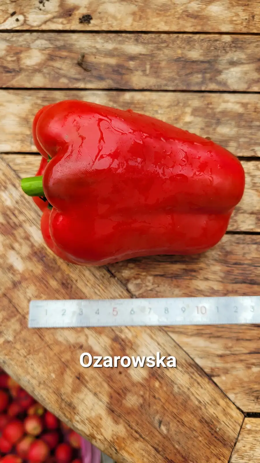 Chili / Paprika: P25, Ozarowska, Blockpaprika, Höhe: 60cm, rot, Frucht: 12cm