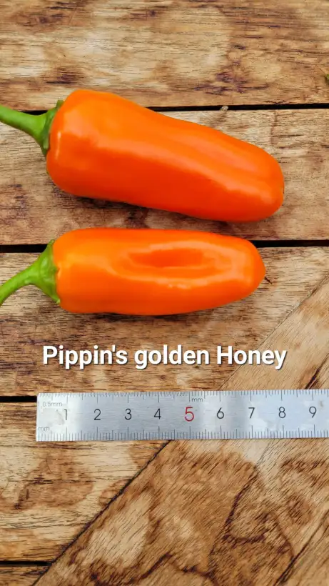Chili / Paprika: P25, Pippins golden Honey, Blockpaprika, Höhe: 100cm, orange, Frucht: 8cm