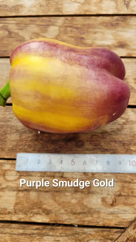 Chili / Paprika: P25, Purple Smudge Gold, Blockpaprika, Höhe: 60cm, violettgelb, Frucht: 10cm