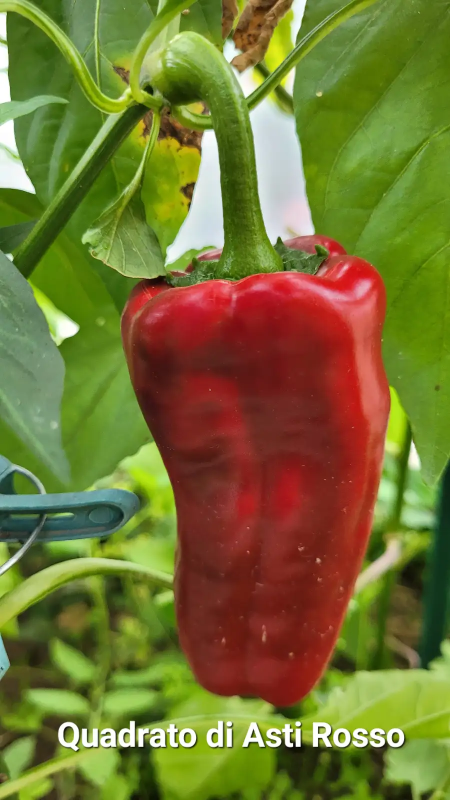 Chili / Paprika: P25, Quadrato d