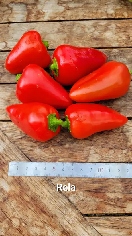 Chili / Paprika: P25, Rela, Snackpaprika, Höhe: 80cm, rot, Frucht: 10cm