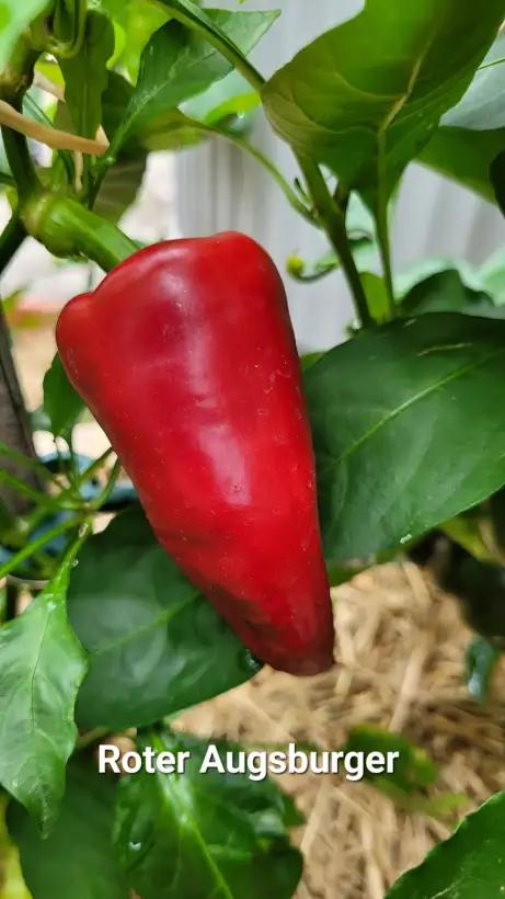 Chili / Paprika: P25, Roter Augsburger, Spitzpaprika, Höhe: 100cm, rot, Frucht: 12cm