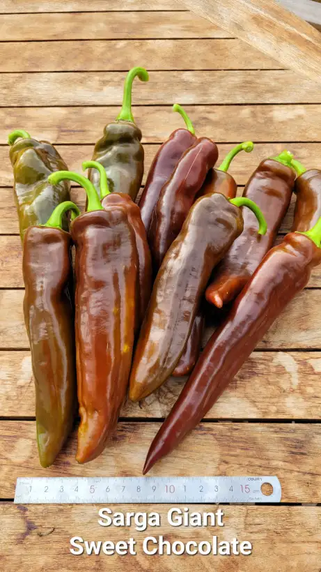 Chili / Paprika: P25, Sarga Giant Sweet Chocolate, Spitzpaprika, Höhe: 120cm, braun, Frucht: 30cm